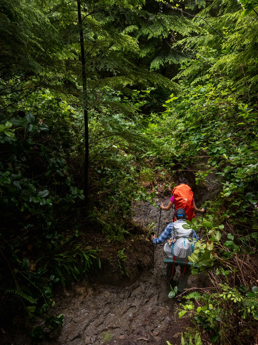 Muddy forest trail for a Naturelty digital detox and nature getaway