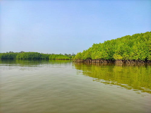 Coastal Karnataka mangroves