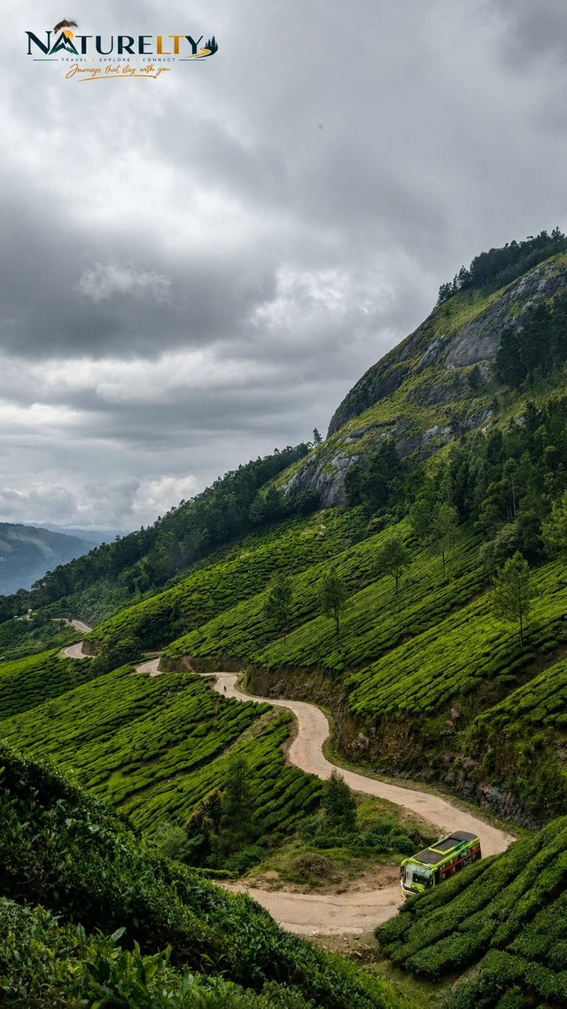 Munnar tea hills on Naturelty Monsoon Munnar trip