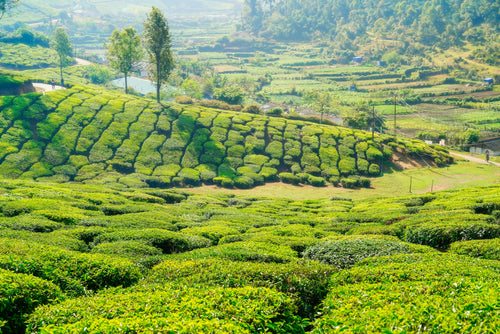 Munnar tea plantations