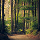 Sunlight through a forest trail