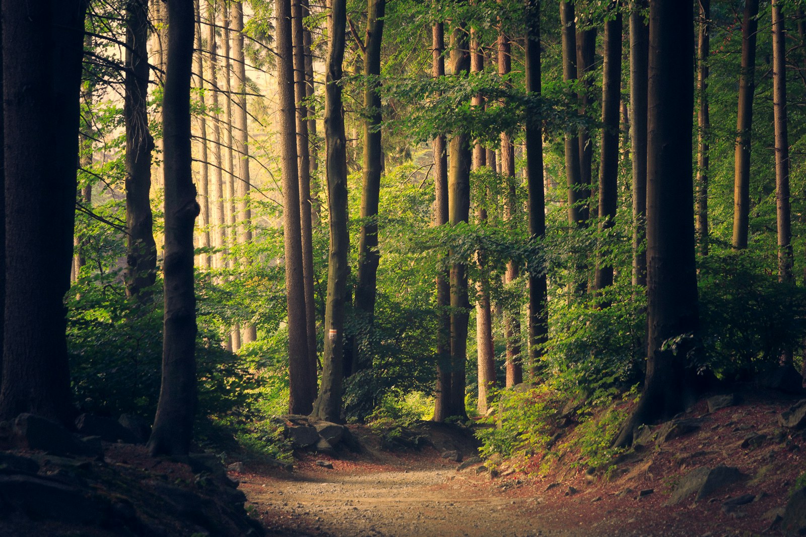 Sunlight through a forest trail