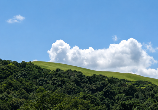 Green hills of the Malnad region under a bright sky